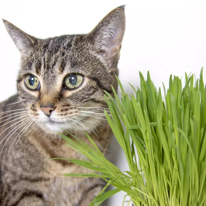 SmartyKat Sweet Greens™ Organic Oat Cat Grass Grow Kit - Serving