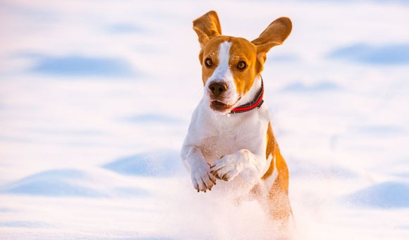 Heart Health Awareness for Pets: Tips for Keeping Your Pet's Heart Healthy