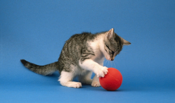 Indoor Games with Pets