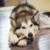 KONG Wild All-Natural Whole Elk Antler for Dogs