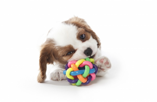 MultiPet Nobbly Wobbly 4inch Dog Toy