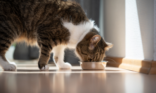 A cat eating out of a bowl.