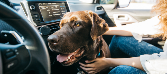 Dog in car