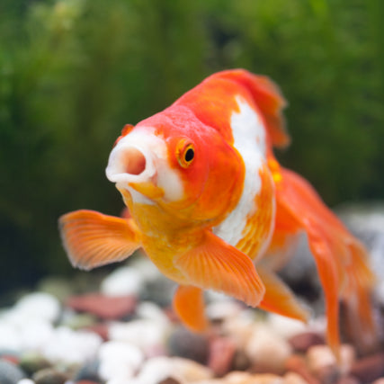 Fish Food & SuppliesGoldfish