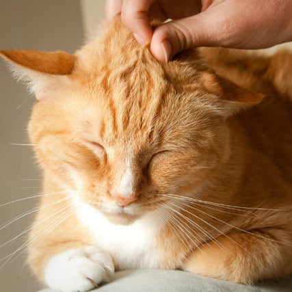 Cat Food & SuppliesCat being pet on its head