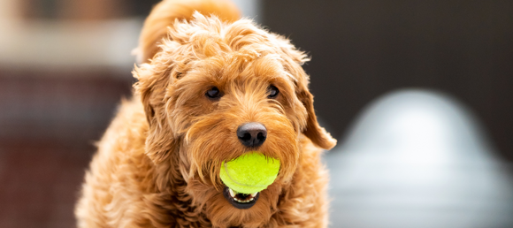Dog with a ball in mouth