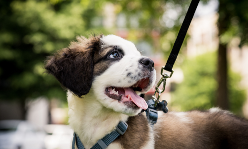 Dog on leash