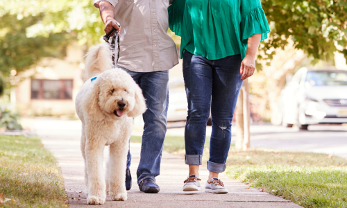Couple walking dog