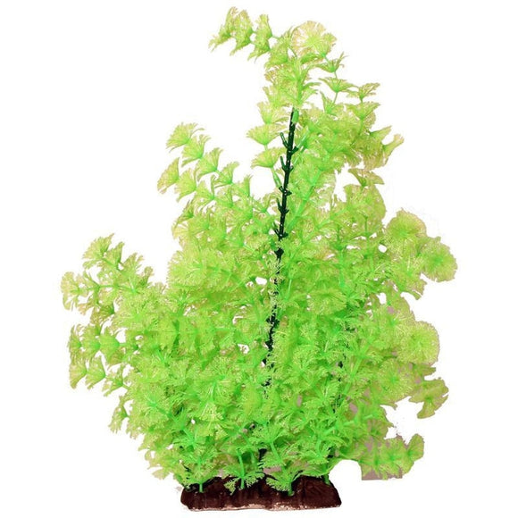 POPPY PET BUSHY AMBUILA AQUARIUM PLANT