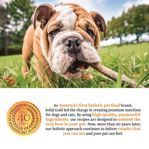 Solid Gold Mighty Mini Grain Free Toy and Small Breed Recipe with Lamb, Sweet Potato & Cranberry Wet Dog Food Tray