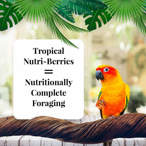 Lafeber Company Tropical Fruit Nutri-Berries for Conures