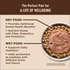Wellness CORE® Digestive Health with Wholesome Grains Salmon & Rice Dry Cat Food