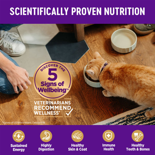 Wellness Complete Health Natural Kitten Grain Free Deboned Chicken and Chicken Meal Dry Cat Food
