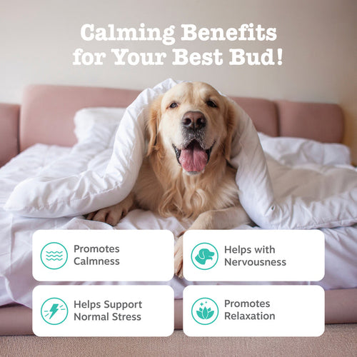 Zesty Paws Advanced Calming Bites™ for Dogs